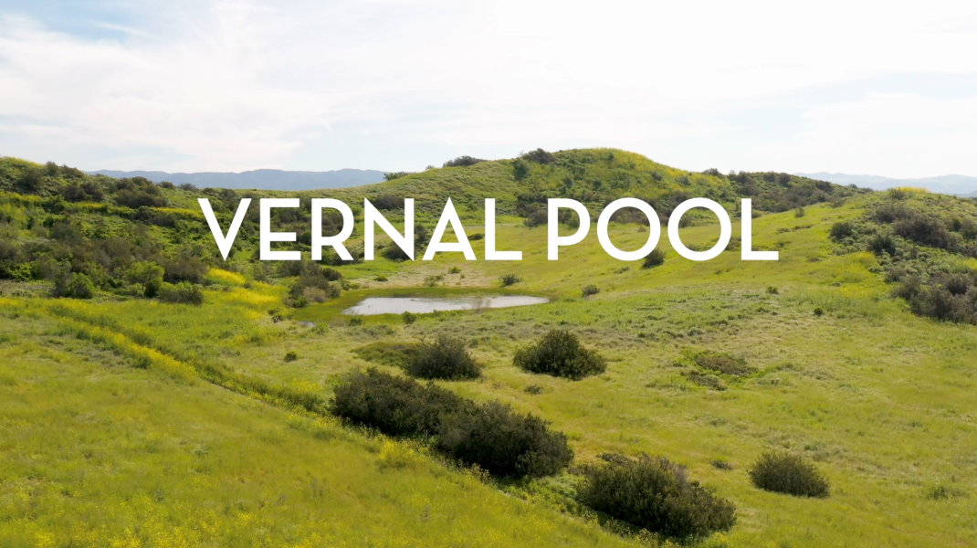 NURTURE: Vernal Pool