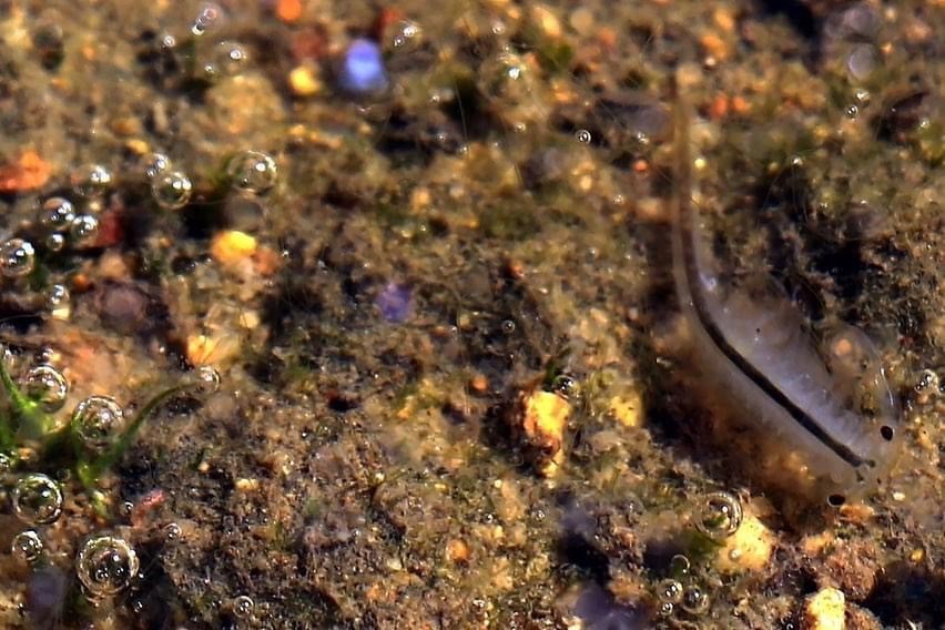 Fairy Shrimp