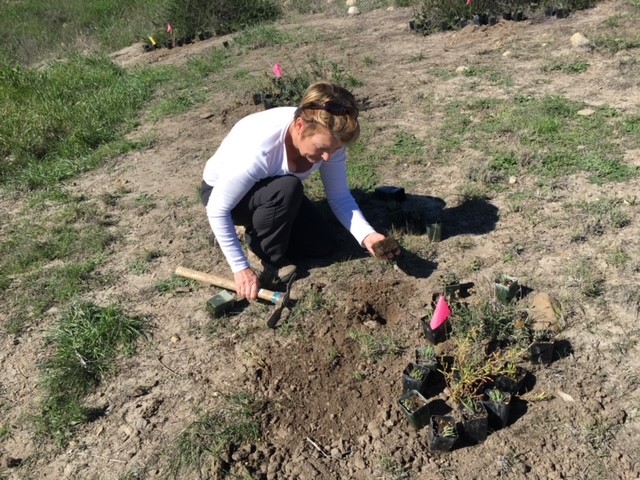 Planting Many-stemmed dudleya 